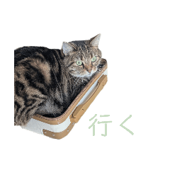 Akarin_20260720122823