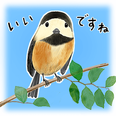 里山の、鳥や虫・動物たち