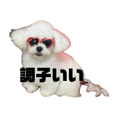 momo_20260721021137