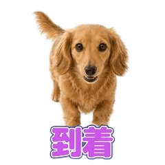 Animated Miniature Dachshund Stickers 1