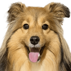 Ramchan the Dog Sticker