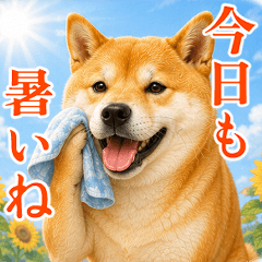 柴犬【リアル06】7月の柴犬*夏*暑い*楽しい