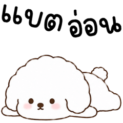 SHINO LOVELY PUPPY