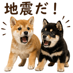 20260719dog2