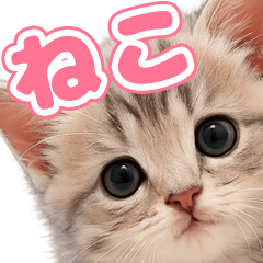 a cute cat p
