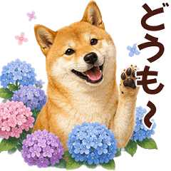 柴犬【リアル05】６月の柴犬*梅雨*父*結婚