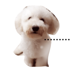 Bichon.....