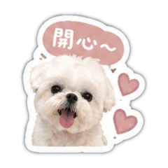 四隻小豬的生活日常