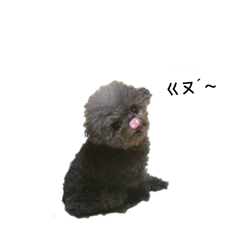 Q比小犬