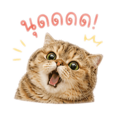 Papang แมวอ้วน