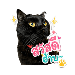 ชู้ก้า แมวเหมียว 1.1