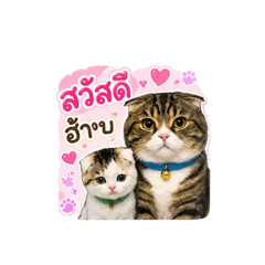 HORMOK&SAGO 23