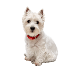 Leia the Westie