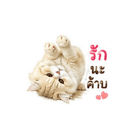 แป๋วแหววมาแย้วงับ