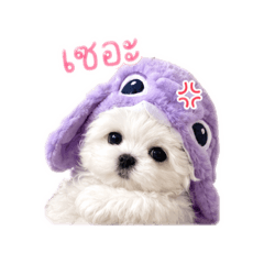 Dog cute 1 pl