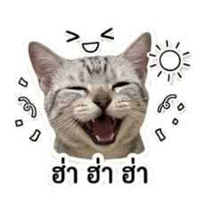 CHOMCHOM_20260512222541