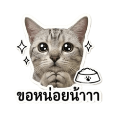 CHOMCHOM_20260512223031