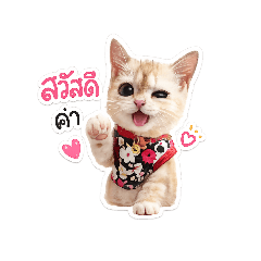 แมวส้ม SM.