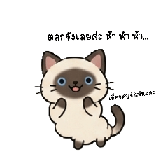 thai cat funny 2