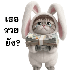 Chubby Cat -Cheeky Cat in a Bunny Outfit