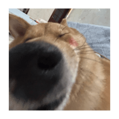 The dog's happy life