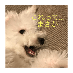 Millie chan stamp of Bichon Frize 2