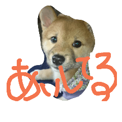 MAMESHIBA KOYUKI