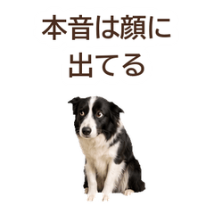 ใจจริง Border Collie