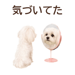 Honest Face Maltese