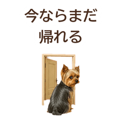 Honest Face Yorkshire Terrier