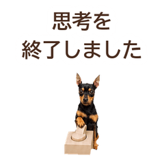 ใจจริง Miniature Pinscher