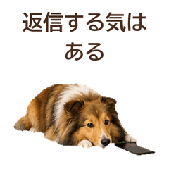 Honest Face Shetland Sheepdog