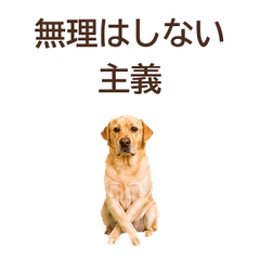 ใจจริง Labrador Retriever