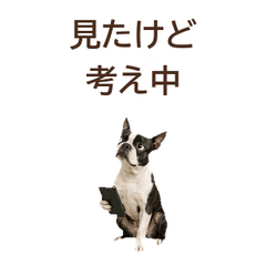 ใจจริง Boston Terrier