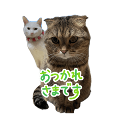 momo_20260721141623