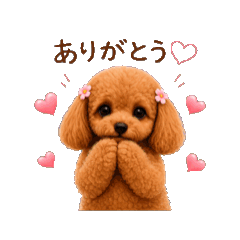 Toy Poodle madeleine 1