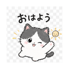 Sweet Little Tuxedo Cat