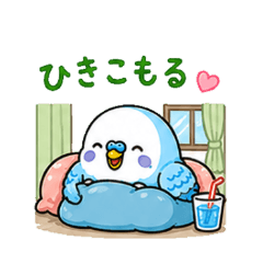 Budgie's Summer Struggle
