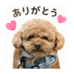 Chocolates_20260721174354