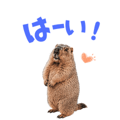 Marmot-han3