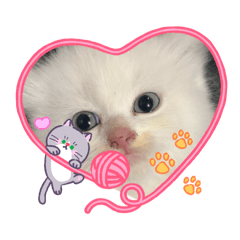 cutekitty_001