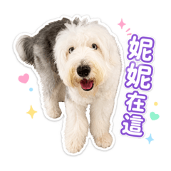 Cloud Nini Blue-Eyed Sheepdog