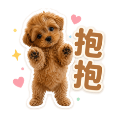 Caramel TaeTae Maltipoo Teddy Pup