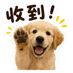 Hunter Lee the Golden Retriever