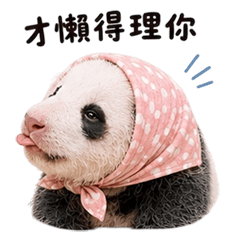 BABY PANDA NEW LIFE