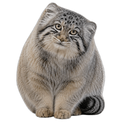 fluffy pallas cat daily life