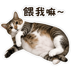 MINUO CAT