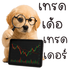 หมาน้อยโกล์เด้นเทรดเดอร์