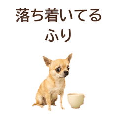 Honest Face Chihuahua