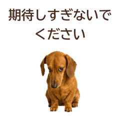 Honest Face Dachshund